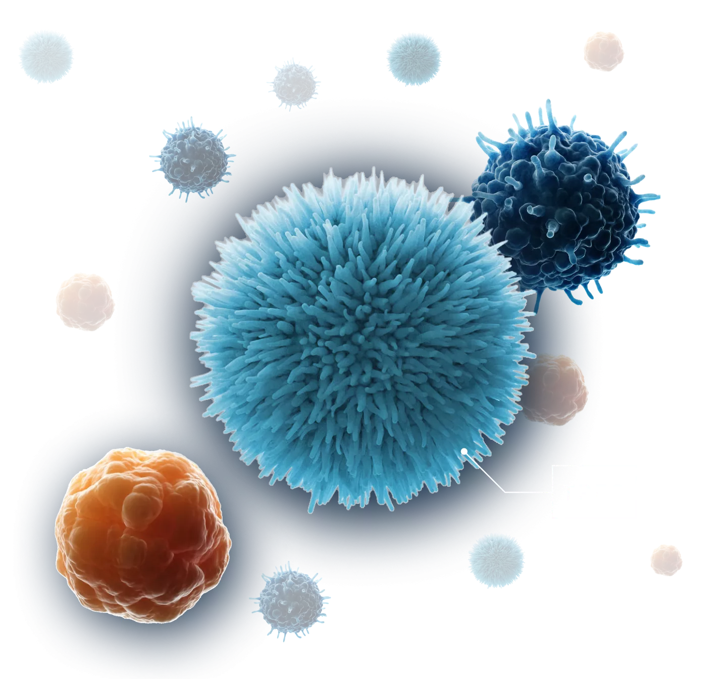 Image showing a three-dimensional illustration of a regulatory T cell.