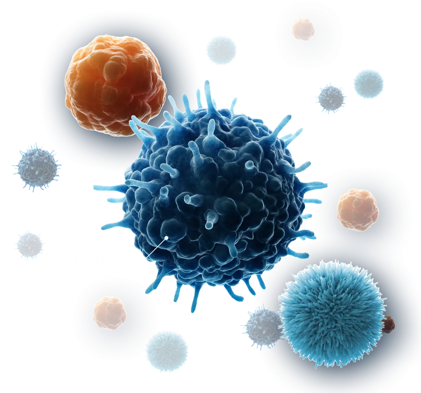 Image showing a three-dimensional illustration of a conventional T cell.