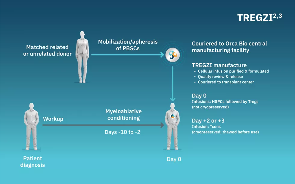Flowchart showing a high-level workflow of conventional alloHSCT and TREGZI. With TREGZI, similar steps of the workflow are followed.